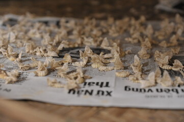 Silkworm life , from worm to silk