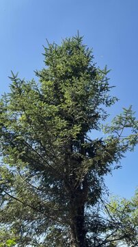 Monarch butterflies flying around tall tree at sanctuary in Michoac&aacute;n, Mexico, vertical nature view