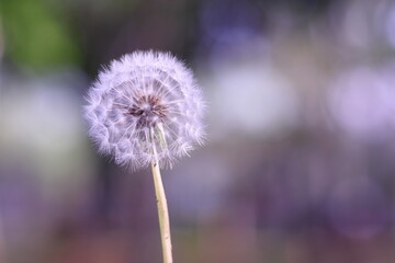 風に揺れるタンポポの綿毛