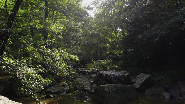Dappled sunlight filtering through the lush green foliage of a dense forest, illuminating a serene stream flowing over ancient rocks in the wilderness of Rupit, Catalonia, Spain