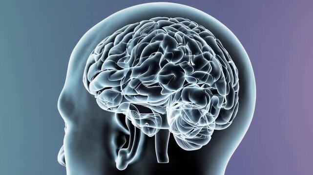 Transparent human brain rotating slowly, showing different angles and perspectives on a gradient background, providing a detailed anatomical view