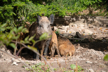Wild boar sow with piglets in natural forest habitat © Sarolta Nagy