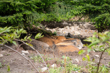 wild boar piglets resting in forest shade © Sarolta Nagy