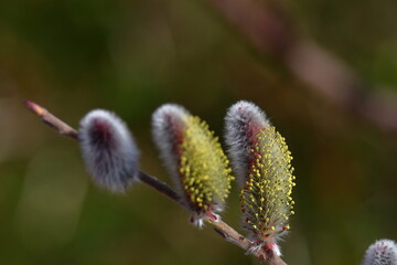 猫の尻尾に似た花