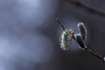 猫の尻尾に似た花