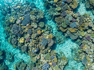 Vibrant coral reef teeming with life, viewed from above in crystal clear turquoise ocean water.