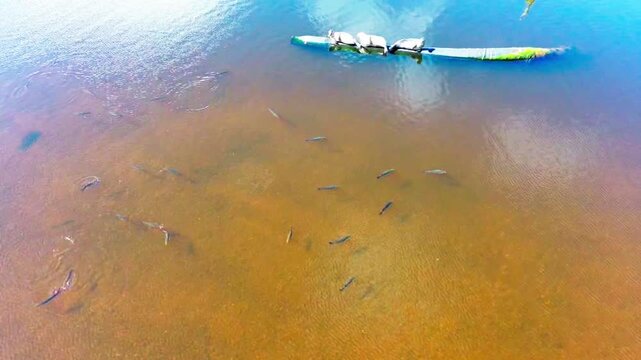 Aerial view of seals and mullet in clear tidal shallows off the west coast of Scotland, with sandbar tones, calm ripples and natural marine wildlife behaviours