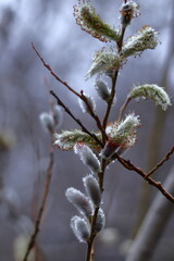 猫の尻尾に似た花