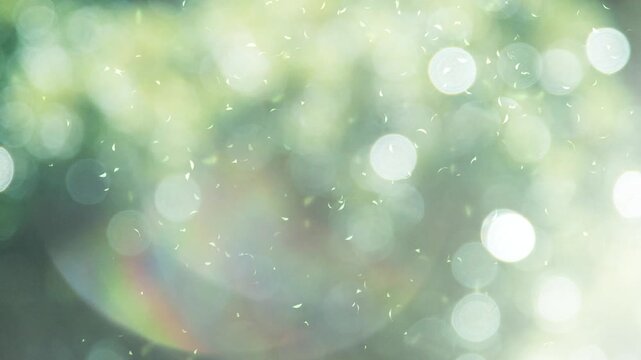 Sunlit Green Forest with Floating Leaves and Lens Ghosts, Early Summer