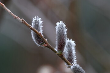 猫の尻尾に似た花
