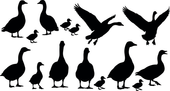 Black silhouette collection of wild geese and cute goslings flying and standing isolated on white background for nature vector design
