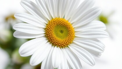 A close-up of a white daisy flower with a yellow center
