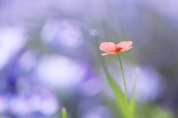 ネモフィラを背景にしたヒナゲシの美しい風景