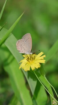 Lesser Grass Blue Butterfly in Slow Motion &ndash; Feeding on Bright Yellow Blossom, Startled by Passing Insect and Flying Away, Then Returning Gracefully to Continue Nectar Feeding 