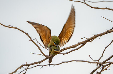 Bee-eaters in Jim Corbett National Park, India