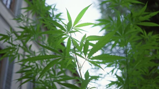 Marijuana plant with serrated leaves reaching toward the sky beside a building window, slender stems and layered foliage; serene growth.