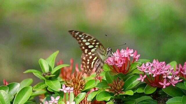 Tailed Jay Butterfly in Slow Motion Elegantly Flying Among Clusters of Pink Blossoms, Feeding on Nectar with Striking Greenish-White Wing Spots, Before Gracefully Leaving the Serene Garden Background