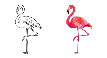 Obraz premium Colorful vibrant flamingo bird standing elegantly on one leg displayed side by side with a simple outline version vector graphic illustration