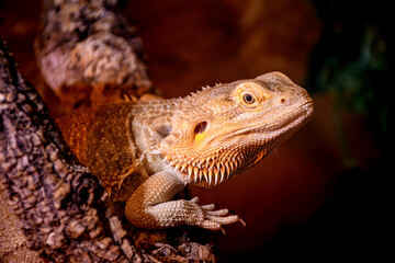 Obraz premium bearded dragon lizard