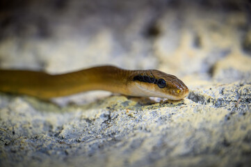 Fototapeta premium close up of a snake