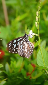 Blue Tiger Butterfly in Slow Motion &ndash; Feeding on White Blossom with Striking Blue and White Wing Spots, Before Gracefully Flying Away into a Serene Green Background