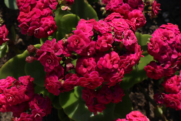 Fototapeta premium Bright pink Kalanchoe flowers in the garden.