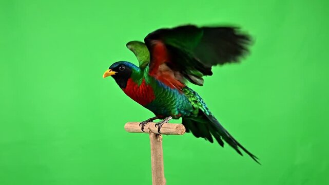 A vibrant green and red parrot with spread wings perched on a stick against a green screen.