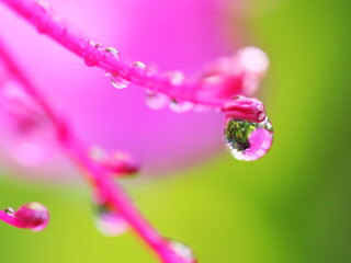 ツツジの花についた美しい水滴
