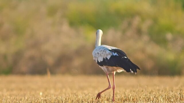 White Stork (Ciconia ciconia) Foraging on Harvested Field at Summer Sunrise, 4K Close-Up Eye Level &ndash; Stuttgart, Baden-W&uuml;rttemberg, Germany, Europe