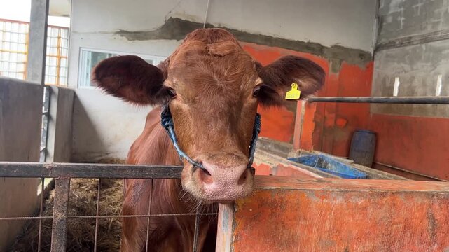 a large brown cow with a blue halter and a yellow ear tag, standing in a concrete and metal pen within a stable.