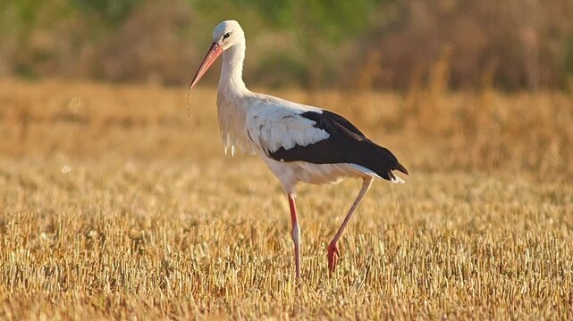 White Stork (Ciconia ciconia) Foraging on Harvested Field at Summer Sunrise, 4K Close-Up Eye Level &ndash; Stuttgart, Baden-W&uuml;rttemberg, Germany, Europe