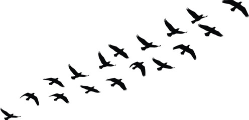 Fototapeta premium Black silhouettes of a flock of birds flying in formation isolated on white background for nature and migration design concepts.