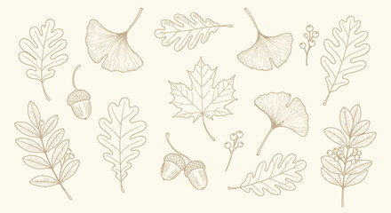 Autumn Fall Leaves and Acorns Hand Drawn Sketch Collection - Vector Illustration © gita