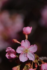 鮮やかなピンク色に咲く