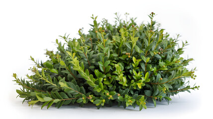 Green bush with yellow tips