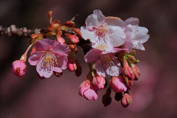 鮮やかなピンク色に咲く