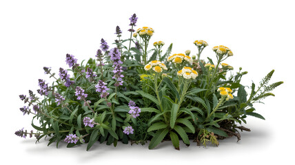 Purple and yellow flowers bush