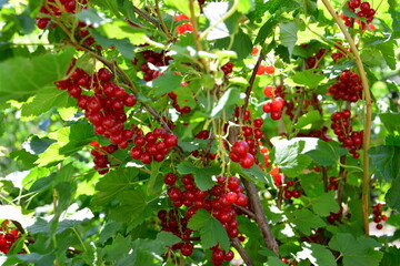 Red Currant Bush with berries and green leaves in Summer