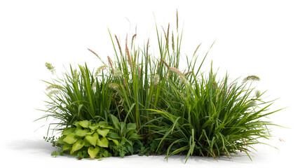 Grasses and succulent plants