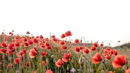 Red poppy flowers in a field