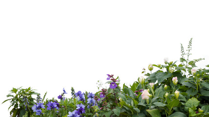 Floral border with green leaves and purple flowers