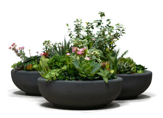 Black planters with green plants and flowers