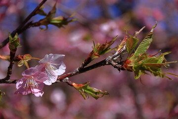 鮮やかなピンク色に咲く