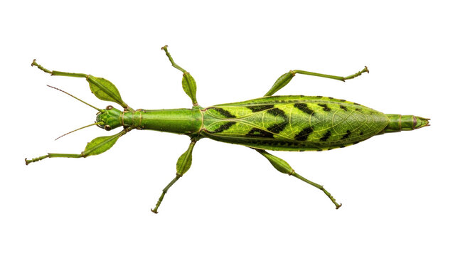 Isolated Leaf Insect in detailed macro view with bright green and textured surface pattern