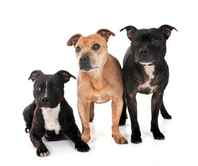 Fototapeta premium staffordshire bull terriers