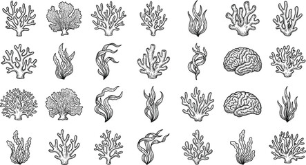 Hand drawn coral and seaweed vector set with vintage underwater marine elements for ocean botanical engraving and nautical design. © MstSuborna