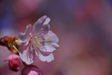 鮮やかなピンク色に咲く