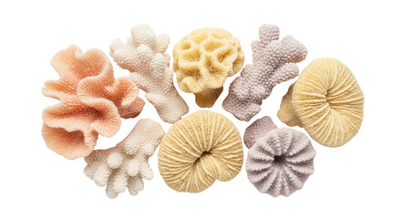 Isolated sea coral assemblage, colorful collection of marine life for decor and crafts use