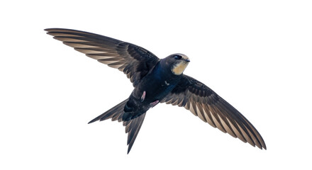 Isolated Chimney Swift soars with wings spread against a bright background for stock photography