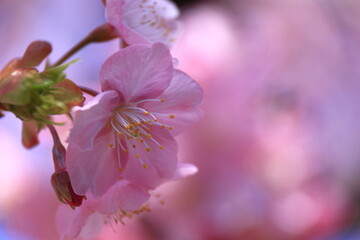 鮮やかなピンク色に咲く